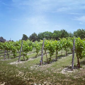 BarnHill Vineyards - The Vineyard - Venues & Event Spaces Near Me - Anna, Texas BarnHill Vineyards - The Vineyard - Venues & Event Spaces Near Me - Anna, Texas