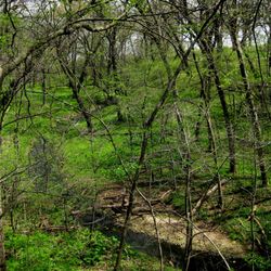 Mitchell's Grove Nature Preserve - Inside Mitchell's Grove