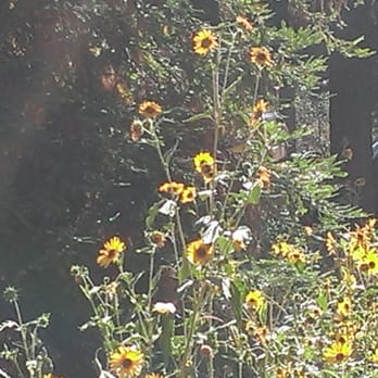Pine Mountain Inn - The wildflowers just outside of our deck - Hotels Near Me - Pine Mountain Club, California Pine Mountain Inn - The wildflowers just outside of our deck - Hotels Near Me - Pine Mountain Club, California