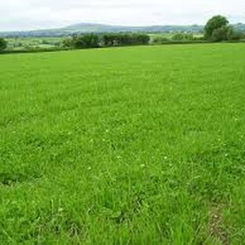 Project Green Lawn Care - Gardeners Near Me Project Green Lawn Care - Gardeners Near Me