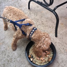 Doggy meal! Doggy meal!