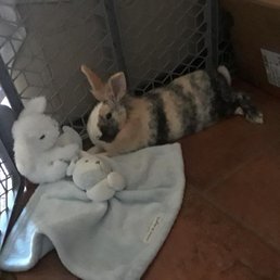 Fur baby Chiquis Fur baby Chiquis