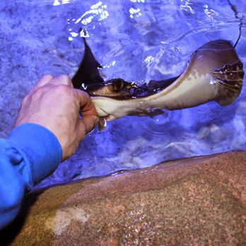San Antonio Aquarium - Aquariums Near Me - Leon Valley, Texas San Antonio Aquarium - Aquariums Near Me - Leon Valley, Texas