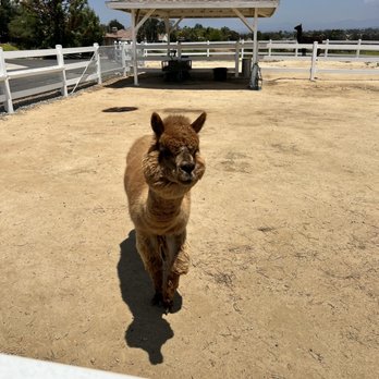 The Alpaca Hacienda - Attraction Farms Near Me - Temecula, California