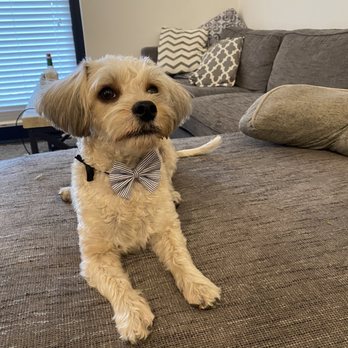 Bobos Pet Grooming - Fresh cut with a free bow tie for first timers! - Pet Stores Near Me - Los Angeles, California Bobos Pet Grooming - Fresh cut with a free bow tie for first timers! - Pet Stores Near Me - Los Angeles, California