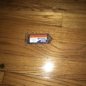 Royal Gardens - Ants everywhere - Apartments Near Me - Piscataway, New Jersey
