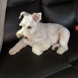 Shampooch Grooming