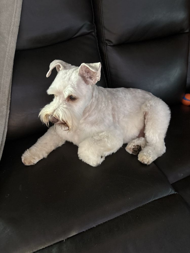 Shampooch Grooming Image