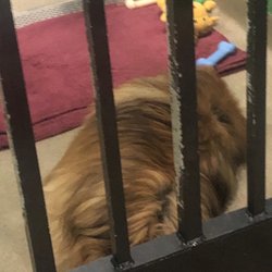 Helping Hounds Dog Rescue - Bear