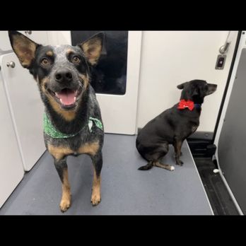 Sudz N Kisses - Pet Groomers Near Me Sudz N Kisses - Pet Groomers Near Me
