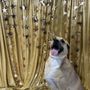 Photo of The Dapper Dog