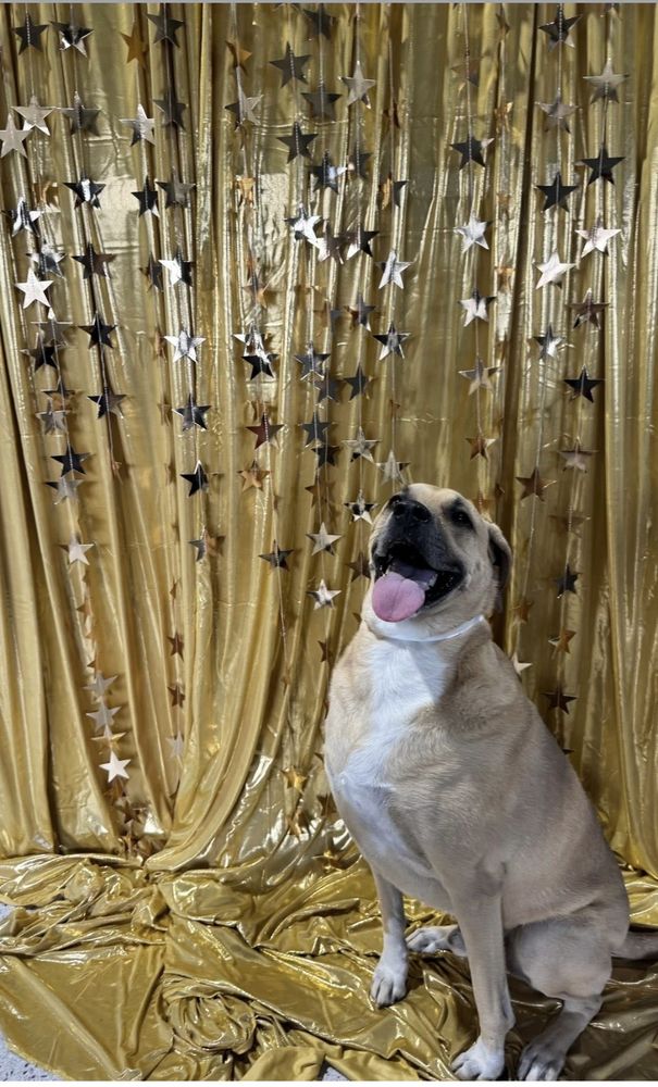 The Dapper Dog - pet boarding facility in Granbury, TX