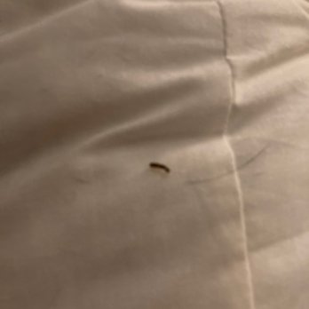 Buena Vista - live termite on my bed sheets crawled on my arms and flew into my hand in bed turned on light 4 more crawling in pillowcase. 5.7.20 - Apartments Near Me - Seminole, Florida