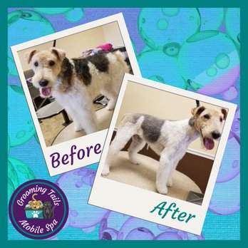 Grooming Tails Mobile Spa - Wire-haired Fox Terrier - Full Service Groom plus De-Shed Package,
Grooming Tails Mobile Spa
Book Your Appointment!!!
1-928-456-7387 - Pet Groomers Near Me Grooming Tails Mobile Spa - Wire-haired Fox Terrier - Full Service Groom plus De-Shed Package,
Grooming Tails Mobile Spa
Book Your Appointment!!!
1-928-456-7387 - Pet Groomers Near Me