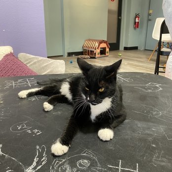 PHX Cat Cafe - Pet Adoption Near Me - Phoenix, Arizona