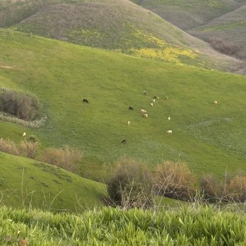 Eucalyptus Trail Loop - Hiking Near Me - Chino Hills, California Eucalyptus Trail Loop - Hiking Near Me - Chino Hills, California