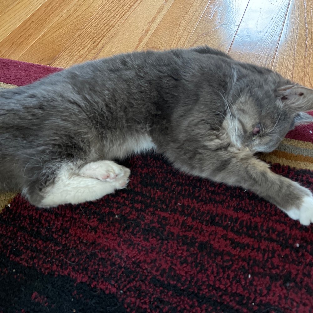 Conway Veterinary Hospital - My ill cat that was refused an appointment at Conway Veterinarian Hospital - Veterinarians Near Me - Conway, New Hampshire Conway Veterinary Hospital - My ill cat that was refused an appointment at Conway Veterinarian Hospital - Veterinarians Near Me - Conway, New Hampshire