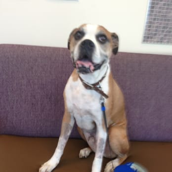 VCA Orange County Veterinary Specialists - Thanks for saving Lucas. - Emergency Pet Hospital Near Me - Tustin, California