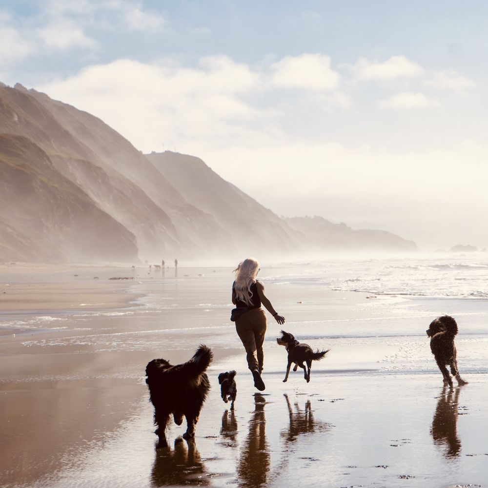 Ollie and Bear Dog Pros - pet boarding facility in San francisco, CA