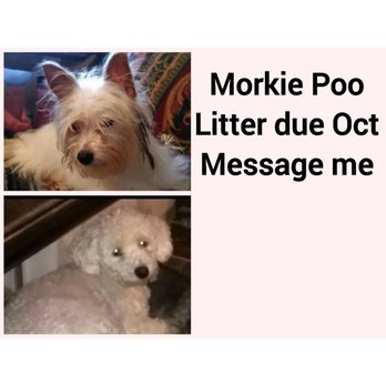 Loraine's Angels With Paws - Upcoming litter - Pet Adoption Near Me Loraine's Angels With Paws - Upcoming litter - Pet Adoption Near Me