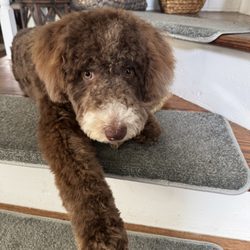 Healthy Hounds Pet Nutrition & Grooming - Monty loves his cut .