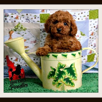 Idaho Jewels Poodles - Piper - Pet Breeders Near Me Idaho Jewels Poodles - Piper - Pet Breeders Near Me