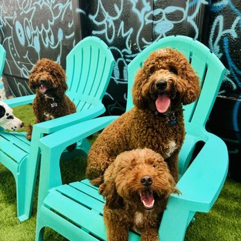 Fur Nation - Pet Boarding Near Me - Miami, Florida Fur Nation - Pet Boarding Near Me - Miami, Florida