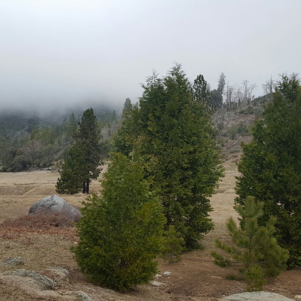 Palomar Mountain State Park - Parks Near Me - Palomar Mountain, California Palomar Mountain State Park - Parks Near Me - Palomar Mountain, California