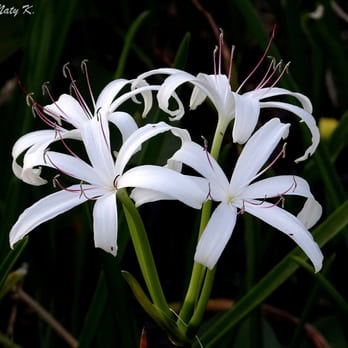 Tree Tops Park - Swamp Lilies. - Parks Near Me - Davie, Florida Tree Tops Park - Swamp Lilies. - Parks Near Me - Davie, Florida
