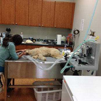 Kingsway Veterinary Clinic - Dental area. - Veterinarians Near Me - Vancouver, British Columbia Kingsway Veterinary Clinic - Dental area. - Veterinarians Near Me - Vancouver, British Columbia