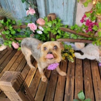 Olive My Grooming To You - Pet Groomers Near Me - Seattle, Washington Olive My Grooming To You - Pet Groomers Near Me - Seattle, Washington