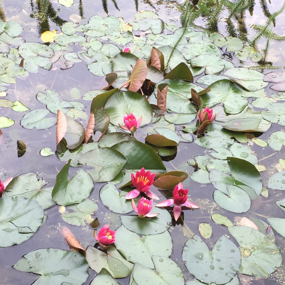 National Botanic Gardens - Parks Near Me - Glasnevin, D