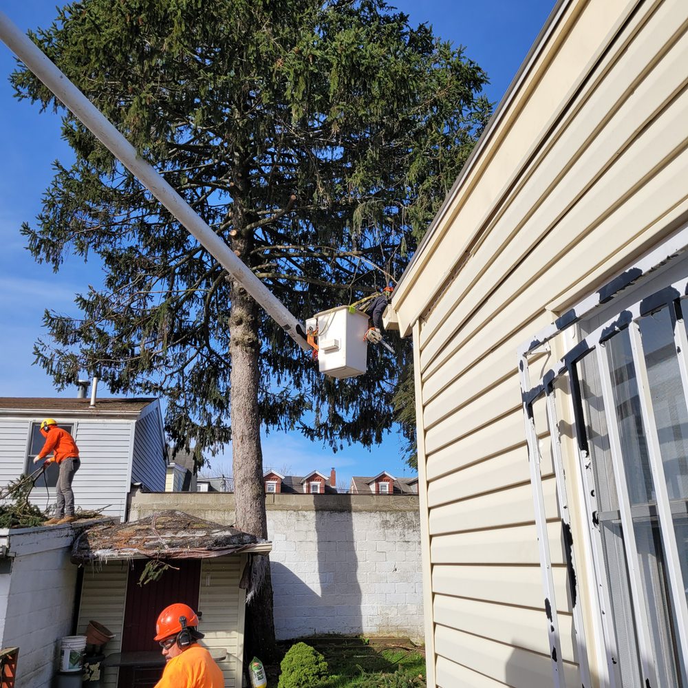Ewing Tree Service - tree service in Ewing, NJ