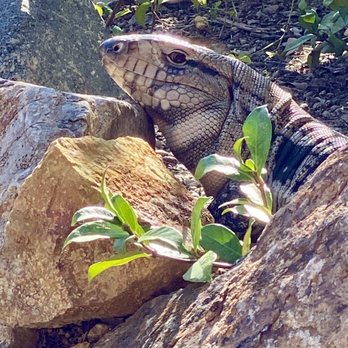 Got Paws Pet Care - Argentine Tegu enjoys some sun. - Dog Walkers Near Me Got Paws Pet Care - Argentine Tegu enjoys some sun. - Dog Walkers Near Me