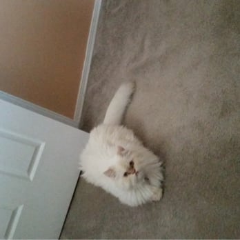 Furry Dream - Lilac Point Himalayan - Pet Adoption Near Me - Brooklyn, New York