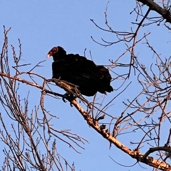 Sepulveda Basin Wildlife Preserve - Turkey vulture - Parks Near Me - Van Nuys, California Sepulveda Basin Wildlife Preserve - Turkey vulture - Parks Near Me - Van Nuys, California