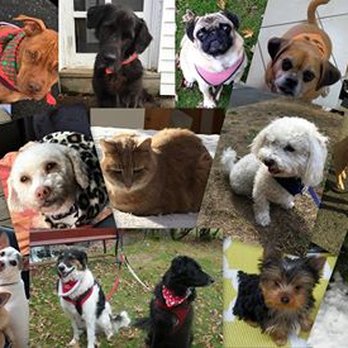 Noho Petsitters - Pet Sitting Near Me Noho Petsitters - Pet Sitting Near Me