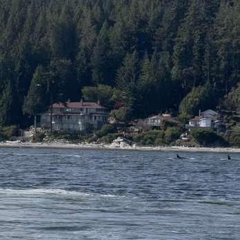 Wild Whales Vancouver - Orcas - Whale Watching Tours Near Me - Vancouver, British Columbia Wild Whales Vancouver - Orcas - Whale Watching Tours Near Me - Vancouver, British Columbia