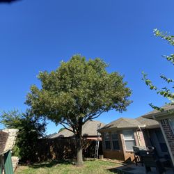 Budget Tree Trimming Services - Tree lifting.