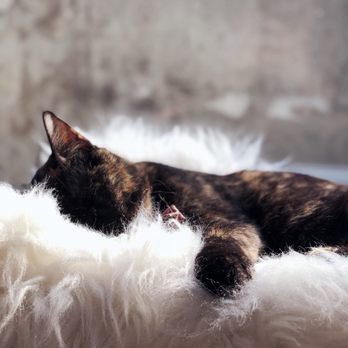 NEKO: A Cat Cafe - Themed Cafes Near Me - Seattle, Washington NEKO: A Cat Cafe - Themed Cafes Near Me - Seattle, Washington