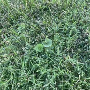 Green Services - Weeds - Pest Control Near Me - Joliet, Illinois Green Services - Weeds - Pest Control Near Me - Joliet, Illinois