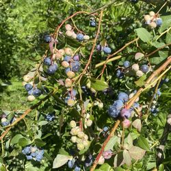 Blueberry Blossom Farm