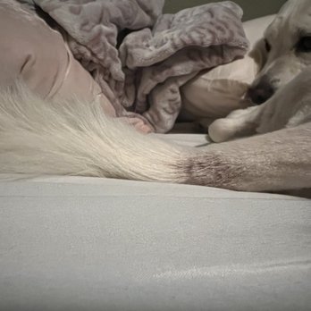 Royal Pet Center - my dog is BLEEDING!!! - Pet Stores Near Me - Lynwood, California Royal Pet Center - my dog is BLEEDING!!! - Pet Stores Near Me - Lynwood, California