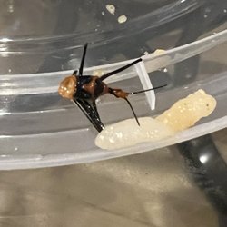 BUG