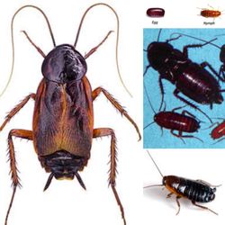 Two Brothers Pest Control - Oriental Cockroach is currently infesting our community. If you spot one of these disgusting roaches on your property we can help.