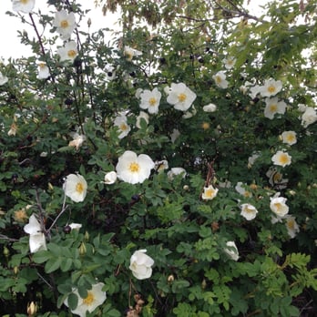Lions Park - The wild roses have bloomed! - Parks Near Me - Calgary, Alberta Lions Park - The wild roses have bloomed! - Parks Near Me - Calgary, Alberta