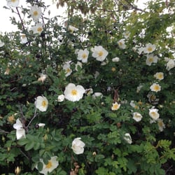The wild roses have bloomed!