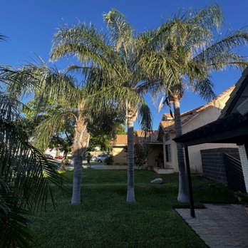 Ayala's Tree Service - Queen Palms before Ayala's - Tree Services Near Me Ayala's Tree Service - Queen Palms before Ayala's - Tree Services Near Me