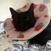Sayers Animal Hospital gift card
