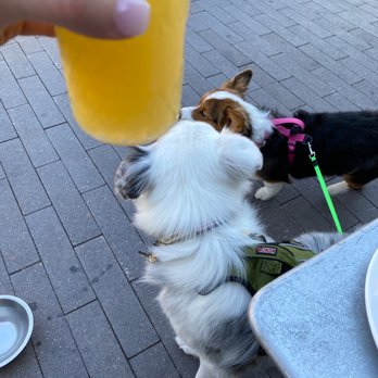 Elly's Brunch & Cafe - Mimosas & Puppies - Love brunch @ Elly's - Breakfast & Brunch Near Me - Phoenix, Arizona